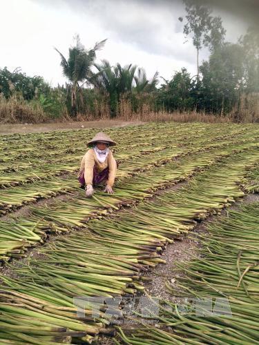 Nhiều hộ dân ở Kiên Giang tự nguyện xin… thoát nghèo